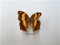 藏品(黃帶隱蛺蝶)的圖片